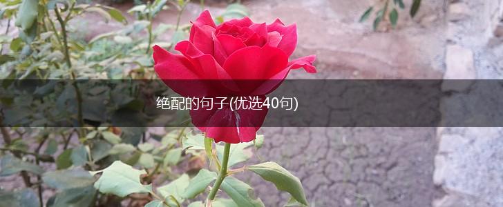 绝配的句子(优选40句),第1张