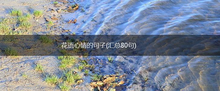 花语心情的句子(汇总80句),第1张