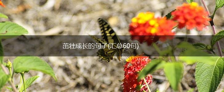 茁壮成长的句子(汇总60句),第1张