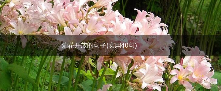 菊花开放的句子(实用40句),第1张