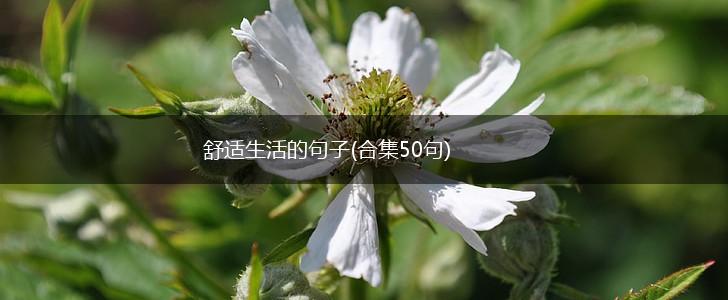 舒适生活的句子(合集50句),第1张