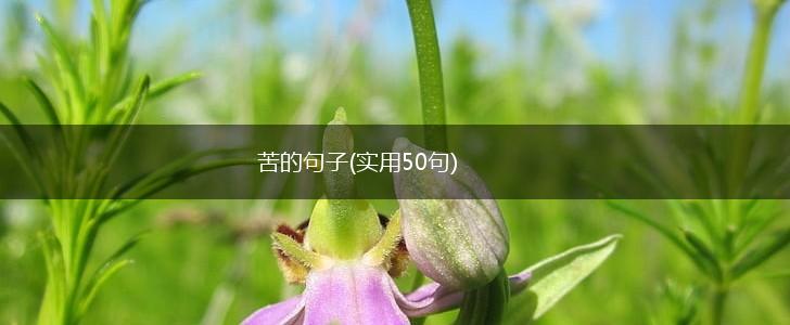 苦的句子(实用50句),第1张