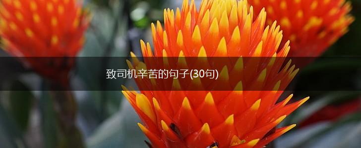致司机辛苦的句子(30句),第1张