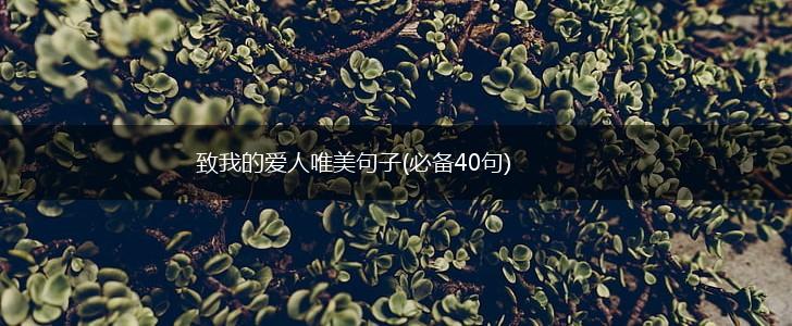 致我的爱人唯美句子(必备40句),第1张