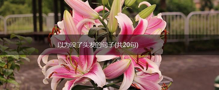 以为没了头发的句子(共20句),第1张
