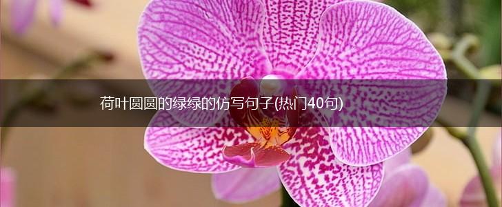 荷叶圆圆的绿绿的仿写句子(热门40句),第1张
