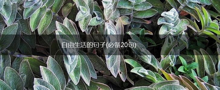 自由生活的句子(必备20句),第1张