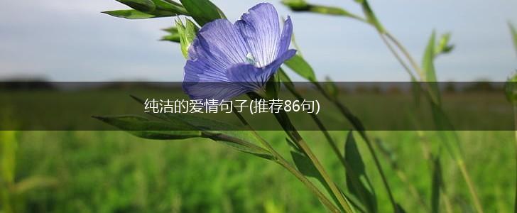 纯洁的爱情句子(推荐86句),第1张 纯洁的爱情句子(推荐86句),第1张