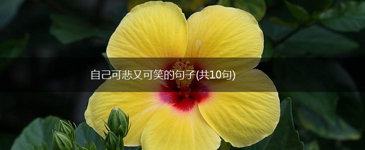 自己可悲又可笑的句子(共10句),第1张