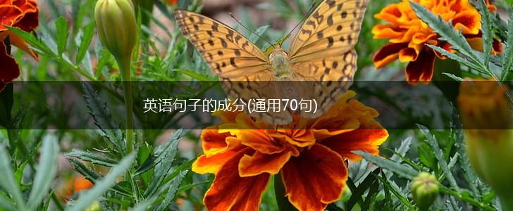英语句子的成分(通用70句),第1张