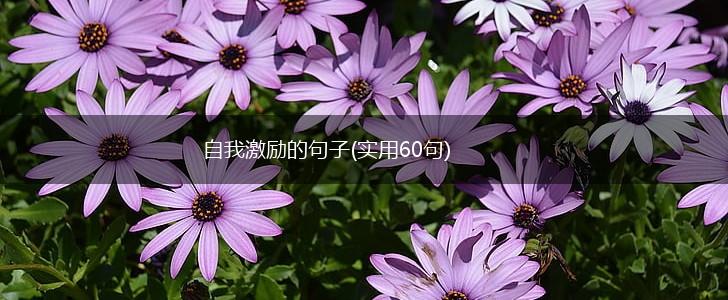 自我激励的句子(实用60句),第1张