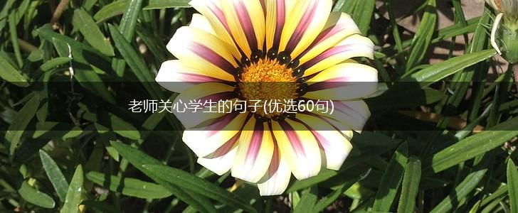 老师关心学生的句子(优选60句),第1张 老师关心学生的句子(优选60句),第1张