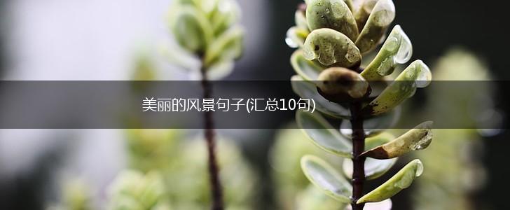 美丽的风景句子(汇总10句),第1张