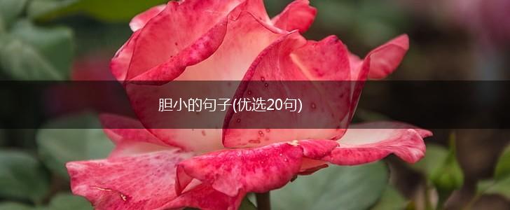 胆小的句子(优选20句),第1张