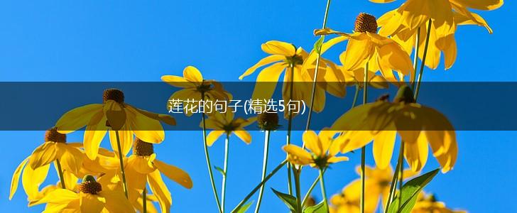 莲花的句子(精选5句),第1张