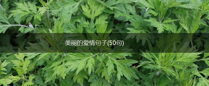 美丽的爱情句子(50句),第1张