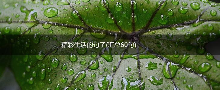 精彩生活的句子(汇总60句),第1张