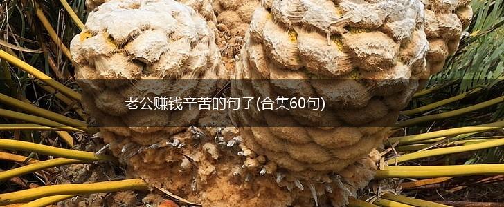 老公赚钱辛苦的句子(合集60句),第1张