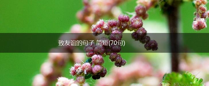 致友谊的句子 简短(70句),第1张