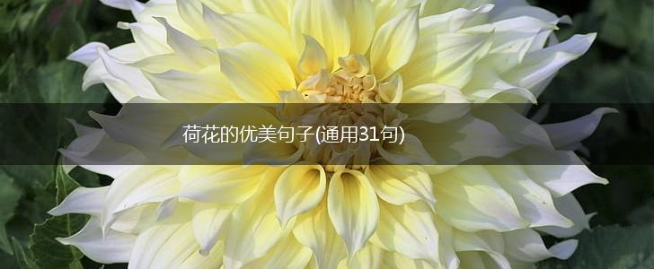 荷花的优美句子(通用31句),第1张