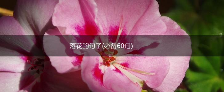 落花的句子(必备60句),第1张