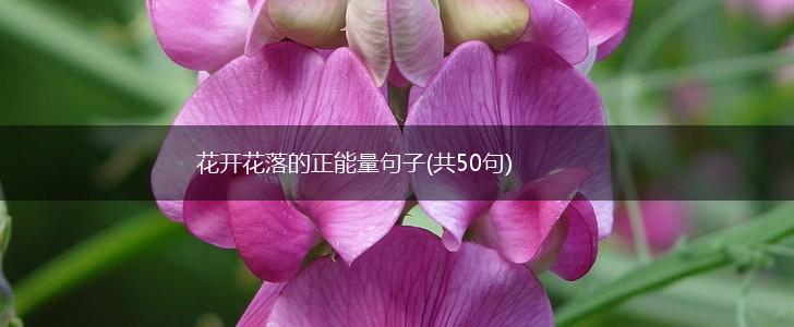 花开花落的正能量句子(共50句),第1张