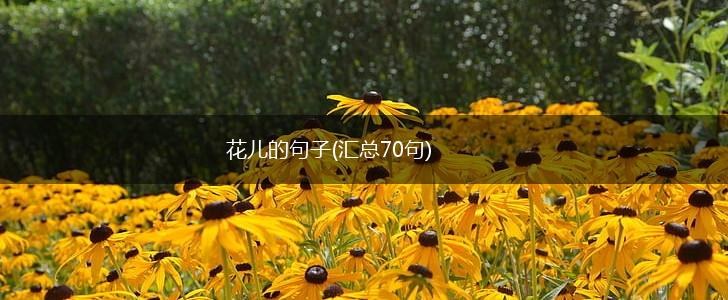 花儿的句子(汇总70句),第1张