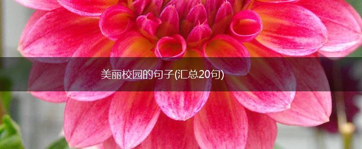 美丽校园的句子(汇总20句),第1张