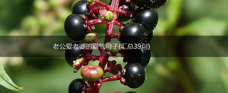 老公爱老婆的霸气句子(汇总39句),第1张