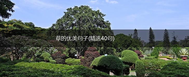 草的优美句子(精选40句),第1张