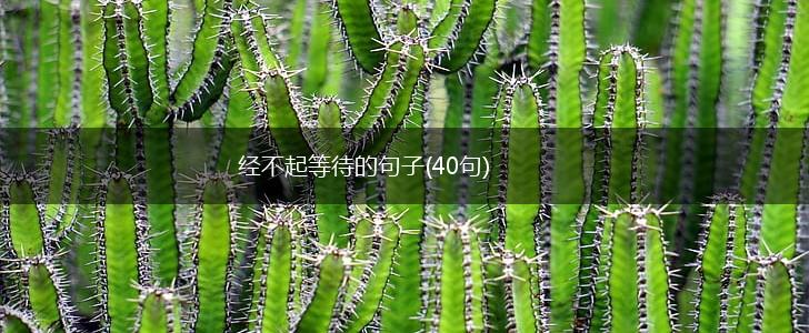 经不起等待的句子(40句),第1张