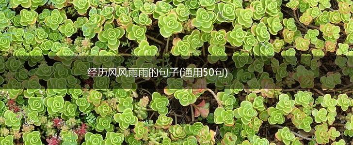 经历风风雨雨的句子(通用50句),第1张