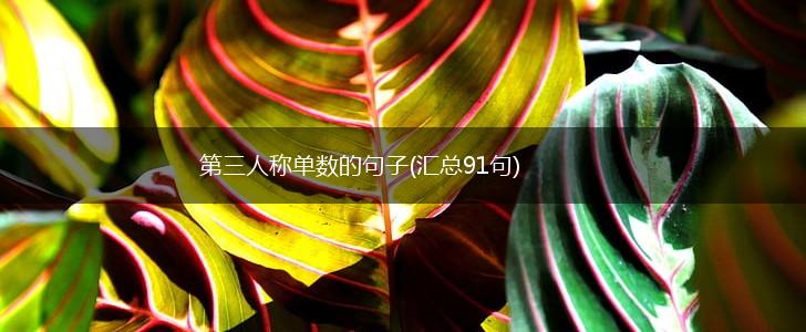 第三人称单数的句子(汇总91句),第1张