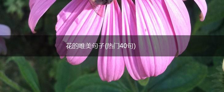 花的唯美句子(热门40句),第1张
