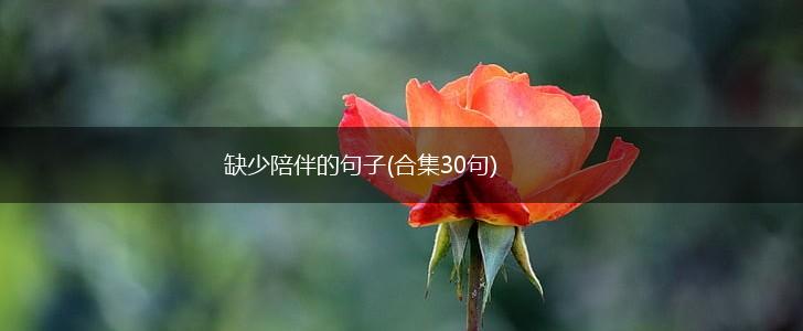 缺少陪伴的句子(合集30句),第1张