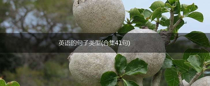 英语的句子类型(合集41句),第1张