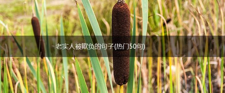 老实人被欺负的句子(热门50句),第1张