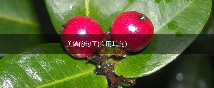 美德的句子(实用11句),第1张