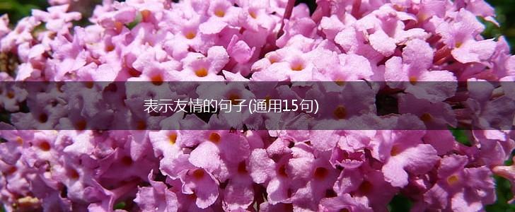 表示友情的句子(通用15句),第1张