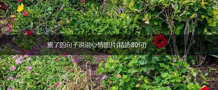 累了的句子说说心情图片(精选80句),第1张