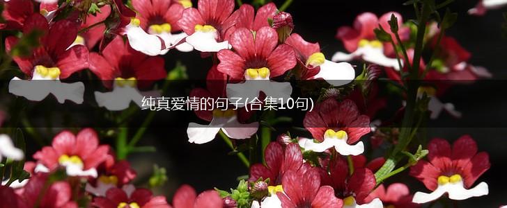 纯真爱情的句子(合集10句),第1张