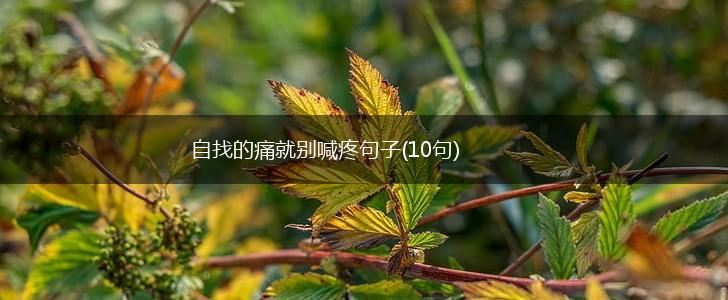 自找的痛就别喊疼句子(10句),第1张