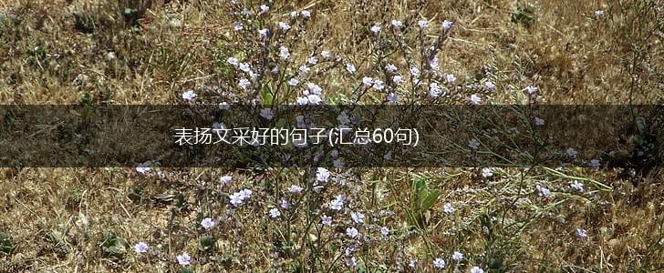 表扬文采好的句子(汇总60句),第1张