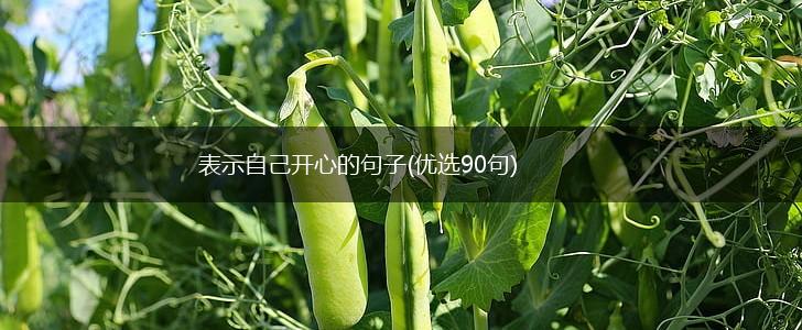 表示自己开心的句子(优选90句),第1张