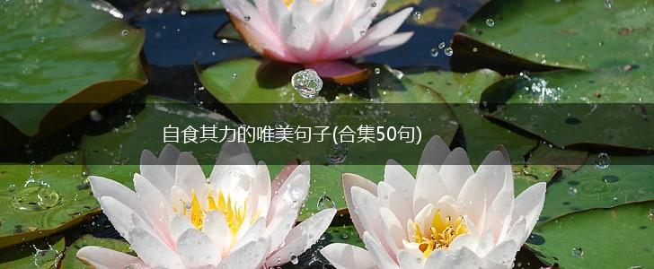 自食其力的唯美句子(合集50句),第1张