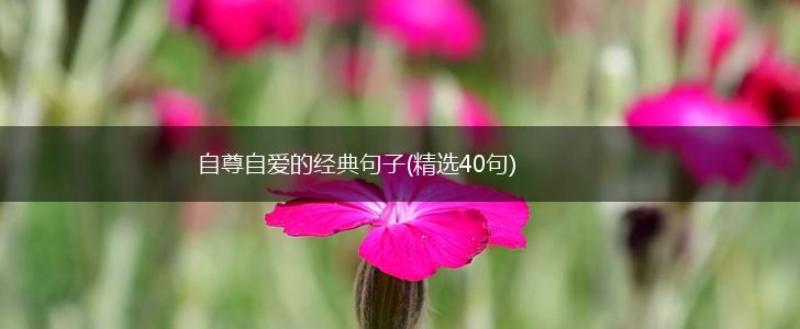 自尊自爱的经典句子(精选40句),第1张