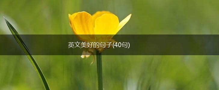 英文美好的句子(40句),第1张