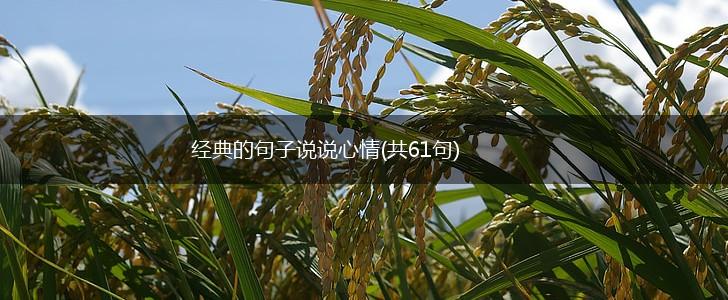 经典的句子说说心情(共61句),第1张