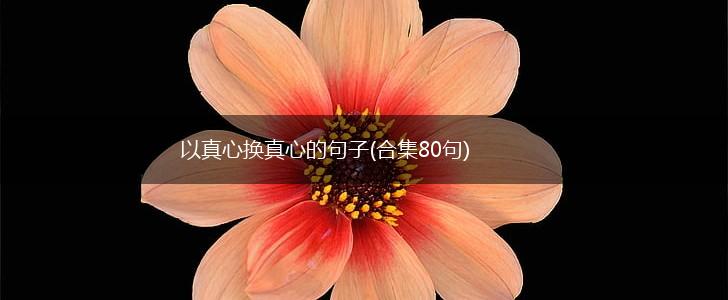 以真心换真心的句子(合集80句),第1张