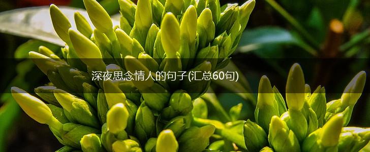 深夜思念情人的句子(汇总60句),第1张